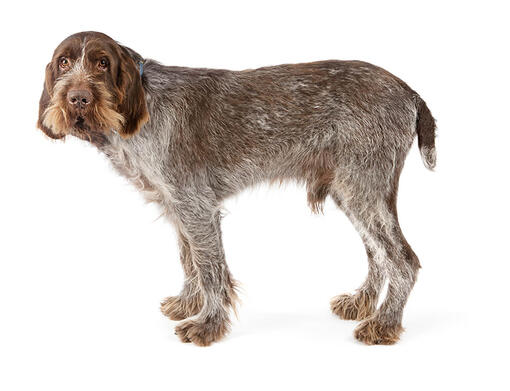 Italian spinone puppies best sale
